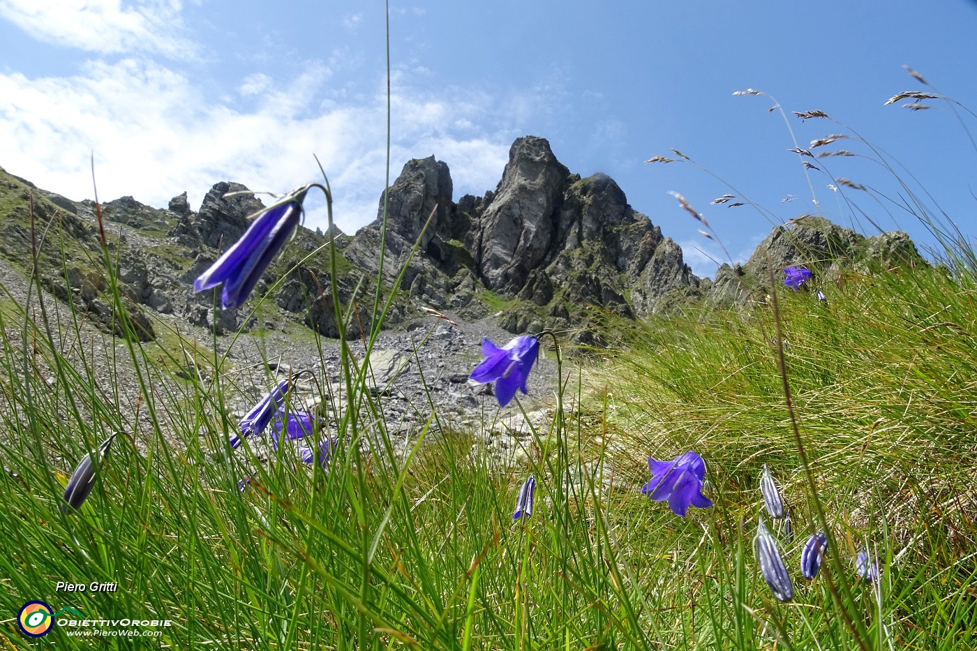 56 Campanule per il Valletto.JPG